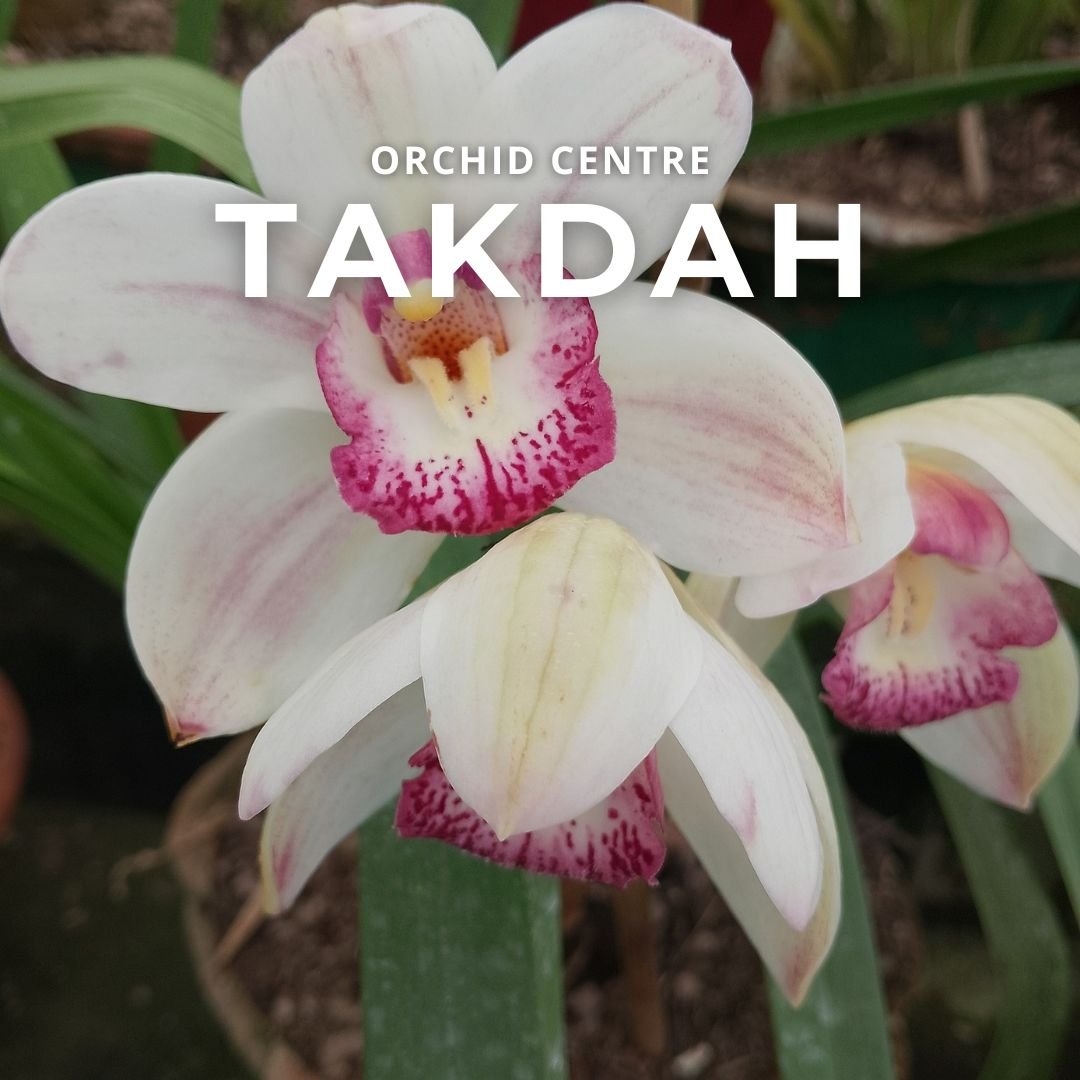 Takdah orchid centre